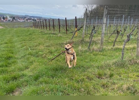 Ida sucht ein liebevolles Zuhause