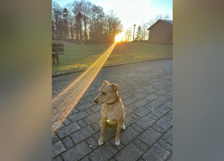 Ida sucht ein liebevolles Zuhause