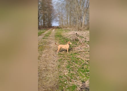 Ida sucht ein liebevolles Zuhause