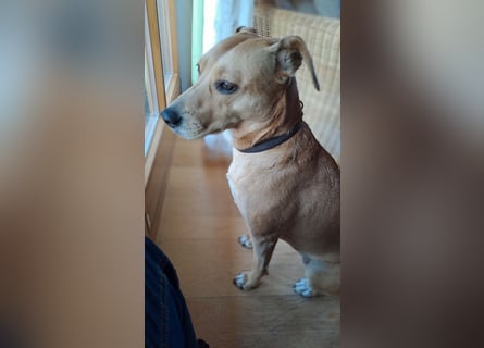 Ida sucht ein liebevolles Zuhause