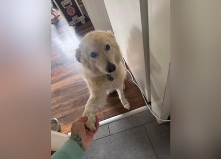 Herzenshund Pablo sucht liebevolles Zuhause