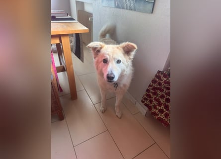 Herzenshund Pablo sucht liebevolles Zuhause