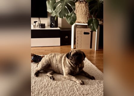 Bruno sucht ein neues Zuhause