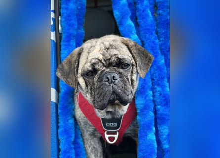 Bruno sucht ein neues Zuhause