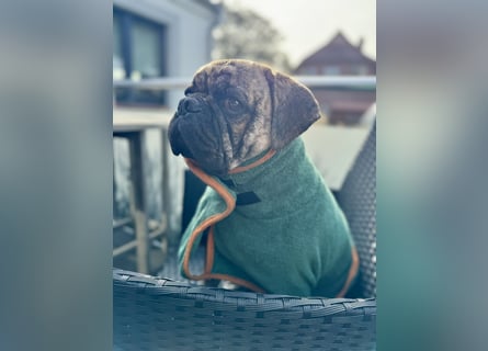 Bruno sucht ein neues Zuhause