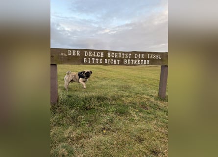 Bruno sucht ein neues Zuhause