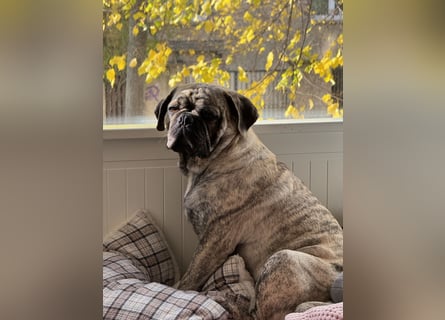 Bruno sucht ein neues Zuhause