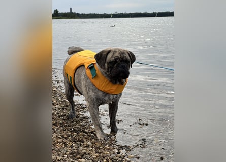 Bruno sucht ein neues Zuhause
