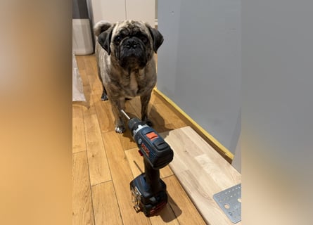 Bruno sucht ein neues Zuhause