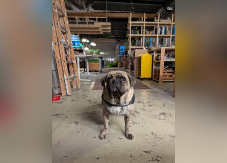 Bruno sucht ein neues Zuhause