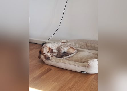 Cooper – ein wundervoller junger Mischling sucht sein Für-Immer-Zuhause