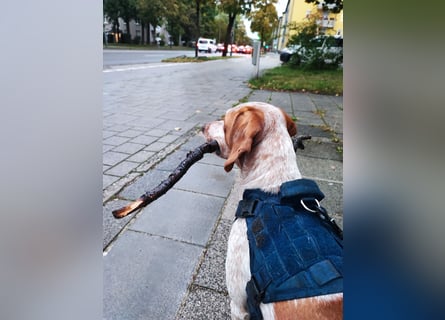 Cooper – ein wundervoller junger Mischling sucht sein Für-Immer-Zuhause