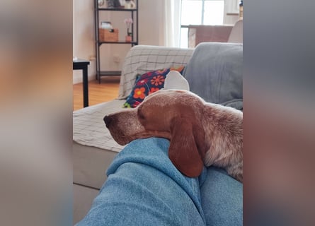 Cooper – ein wundervoller junger Mischling sucht sein Für-Immer-Zuhause