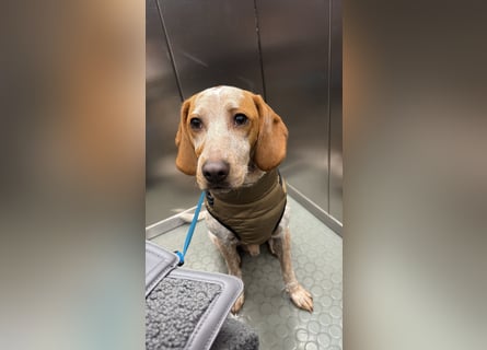 Cooper – ein wundervoller junger Mischling sucht sein Für-Immer-Zuhause