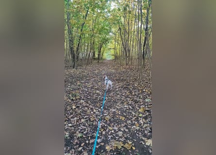 Cooper – ein wundervoller junger Mischling sucht sein Für-Immer-Zuhause