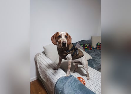 Cooper – ein wundervoller junger Mischling sucht sein Für-Immer-Zuhause