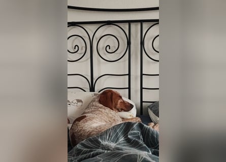 Cooper – ein wundervoller junger Mischling sucht sein Für-Immer-Zuhause