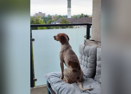 Cooper – ein wundervoller junger Mischling sucht sein Für-Immer-Zuhause