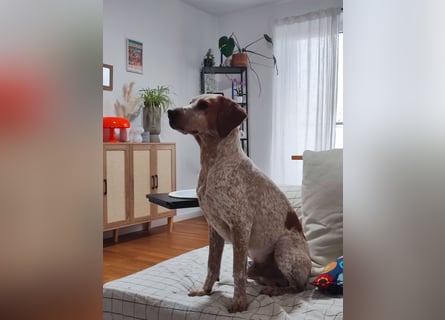 Cooper – ein wundervoller junger Mischling sucht sein Für-Immer-Zuhause