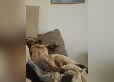 Cooper – ein wundervoller junger Mischling sucht sein Für-Immer-Zuhause