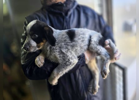 Reserviert - Oceano möchte endlich die Welt entdecken