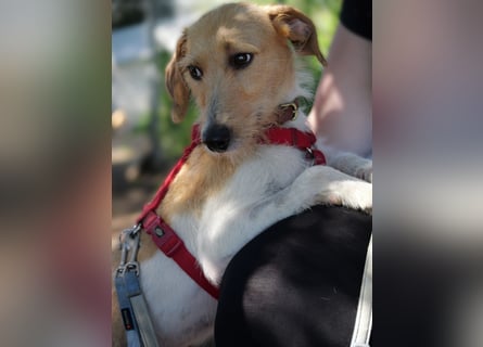 Selene - ein Engel auf 4 Pfoten