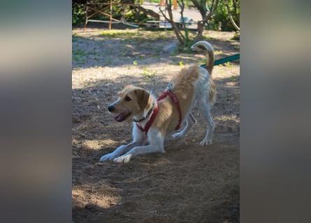 Selene - ein Engel auf 4 Pfoten