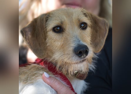 Selene - ein Engel auf 4 Pfoten