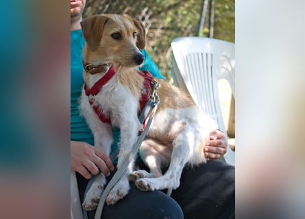 Selene - ein Engel auf 4 Pfoten