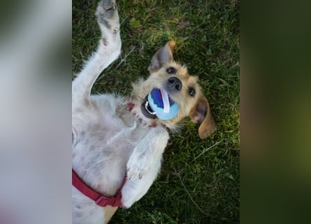 Selene - ein Engel auf 4 Pfoten