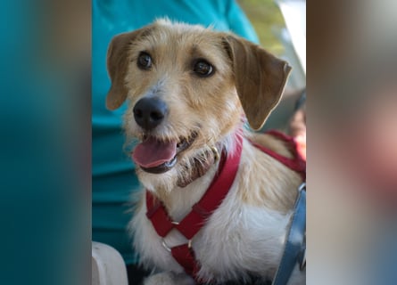 Selene - ein Engel auf 4 Pfoten