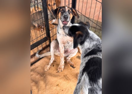 Ornix - Farbenspiel des Winds