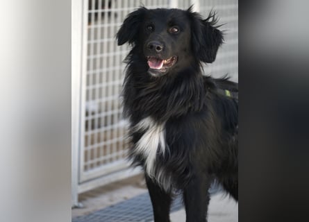 Sonic - eine Puschel-Rakete