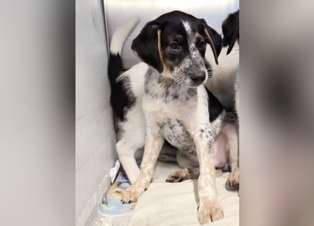 Ornix - Farbenspiel des Winds