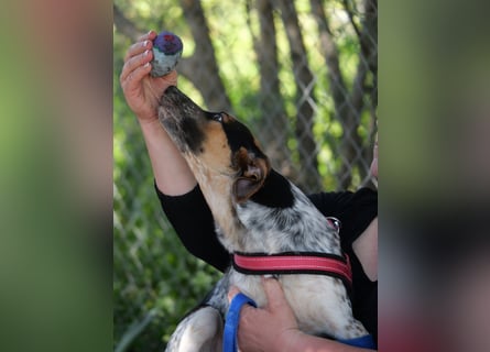 Ornix - Farbenspiel des Winds