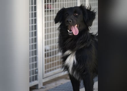 Sonic - eine Puschel-Rakete