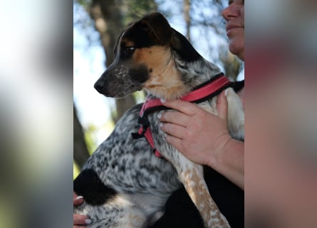 Ornix - Farbenspiel des Winds