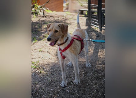 Selene - ein Engel auf 4 Pfoten