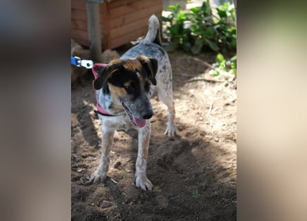 Ornix - Farbenspiel des Winds