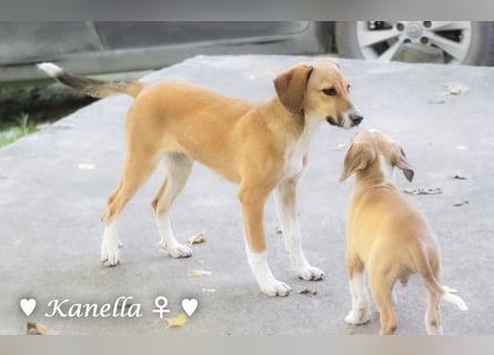 Kanella  sucht ein  Zuhause