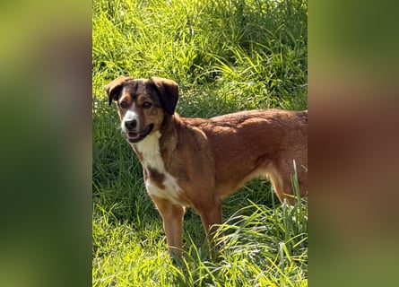 Traurige Bella  kann in der Südpfalz  besucht werden
