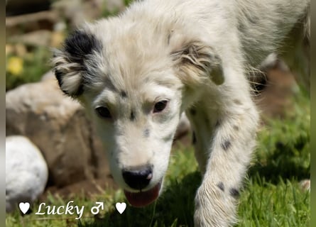Kelly, Lucky und Brisco suchen ein Zuhause