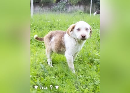 Ira, Iris und Izzy suchen ab Januar ein Zuhause