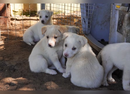 Unsere süßen Schneeflocken suchen ein Zuhause