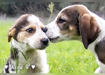 Katie, Kira und Kris suchen ein Zuhause
