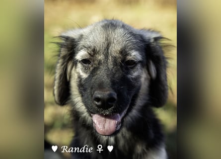 Welpe Randie und ihre Geschwister suchen ein Zuhause