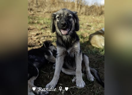 Welpe Randie und ihre Geschwister suchen ein Zuhause