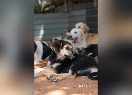 Welpe Randie und ihre Geschwister suchen ein Zuhause