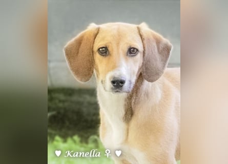 Kanella  sucht ein  Zuhause