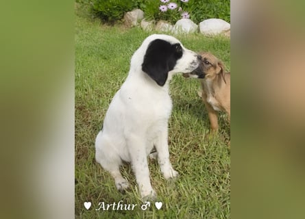 Arthur  und Argos  suchen ab Mitte November ein Zuhause